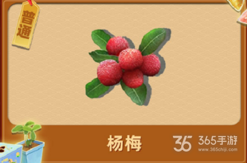 夺笋高手昆明松林山货攻略